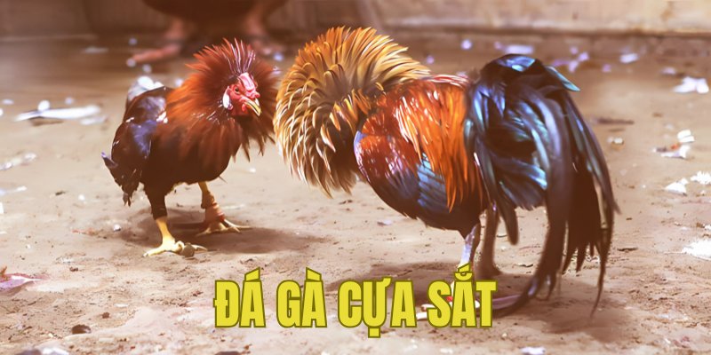 Banner www.quytruonghai.com